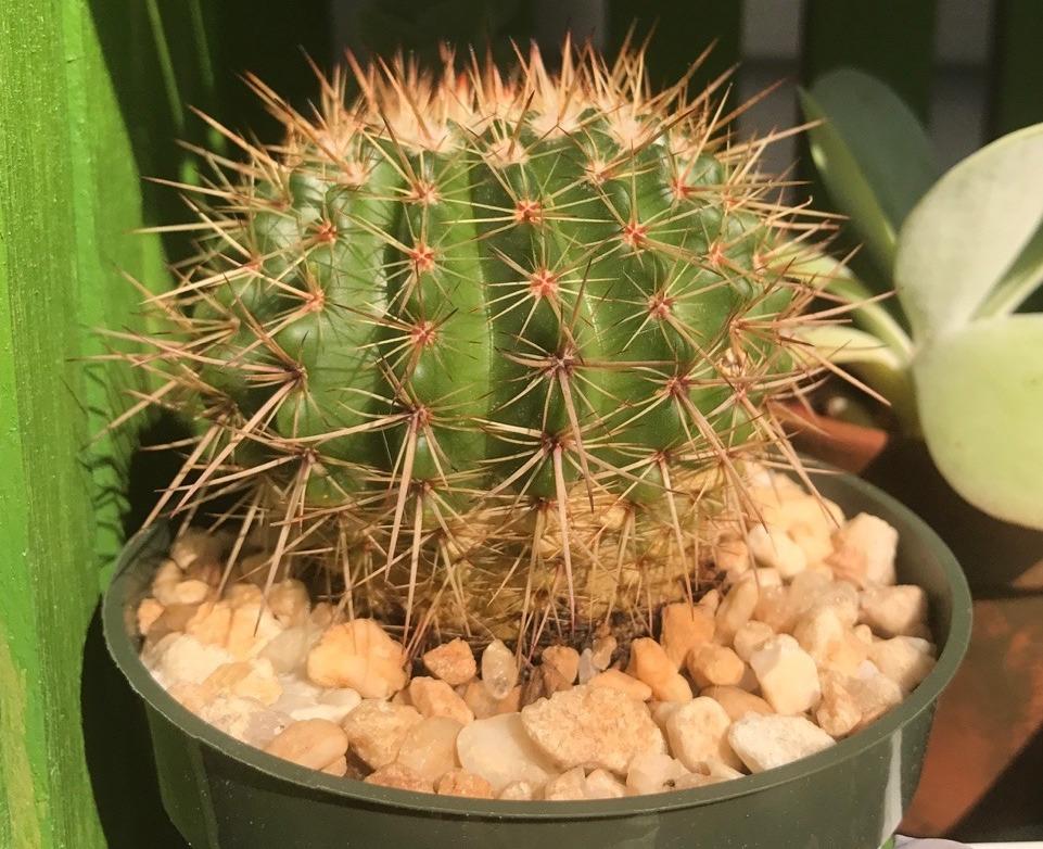 How to Revive a Dying Cactus