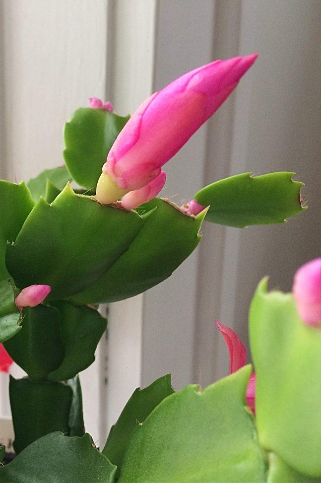 Why Won’t My Christmas Cactus Bloom? (and What to Do About It)