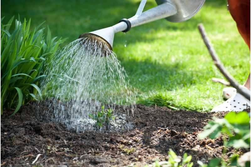 How Long to Water New Grass Seed