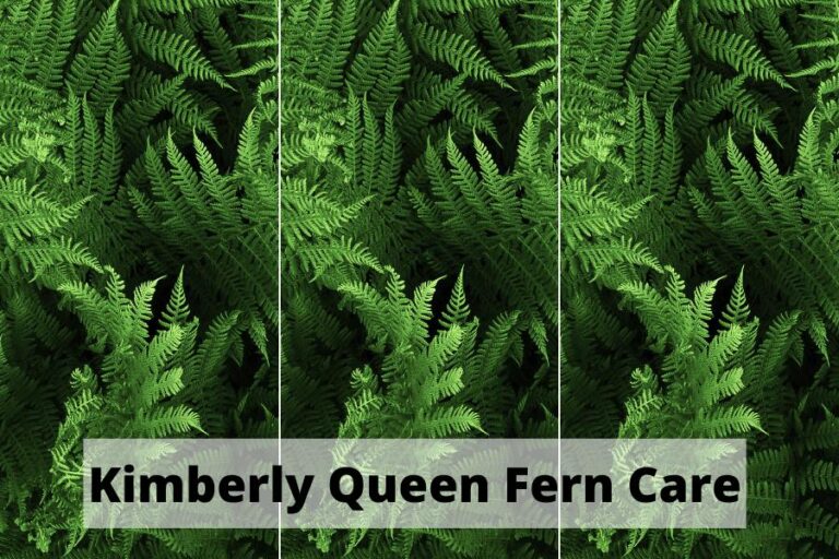 5 Rules for Kimberly Queen Fern Care