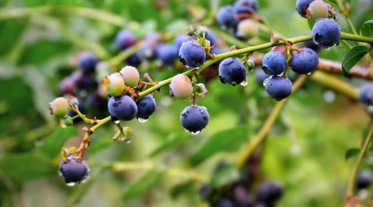 Is Your Blueberry Shrub Dying? Here’s Why, and How To Fix it!