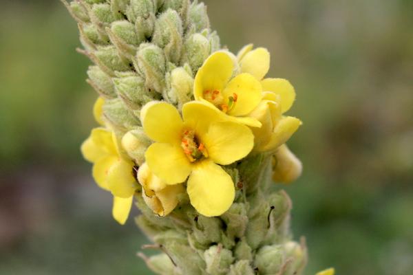 How to collect mullein seeds