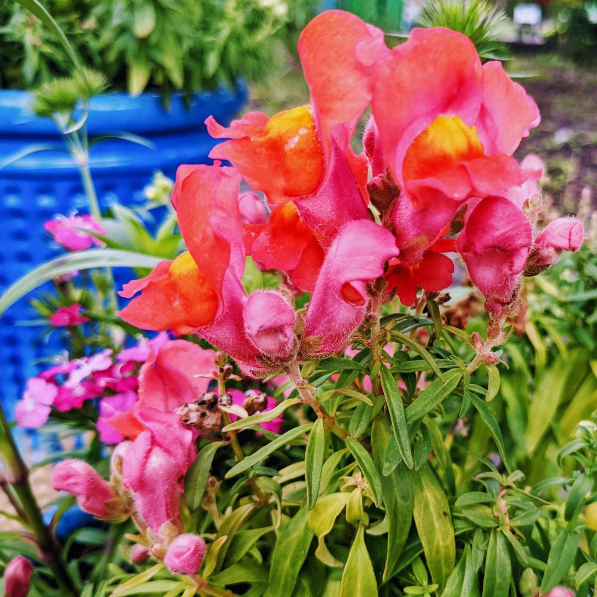 How to Deadhead Snapdragons – 5 Simple Steps