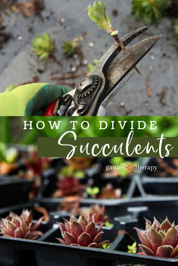 How to Multiply Succulents Through Easy Home Plant Propagation