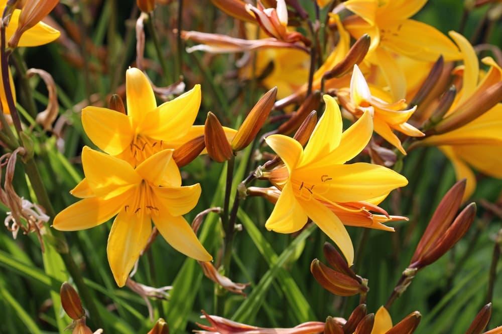 How To Grow Daylilies From Seed