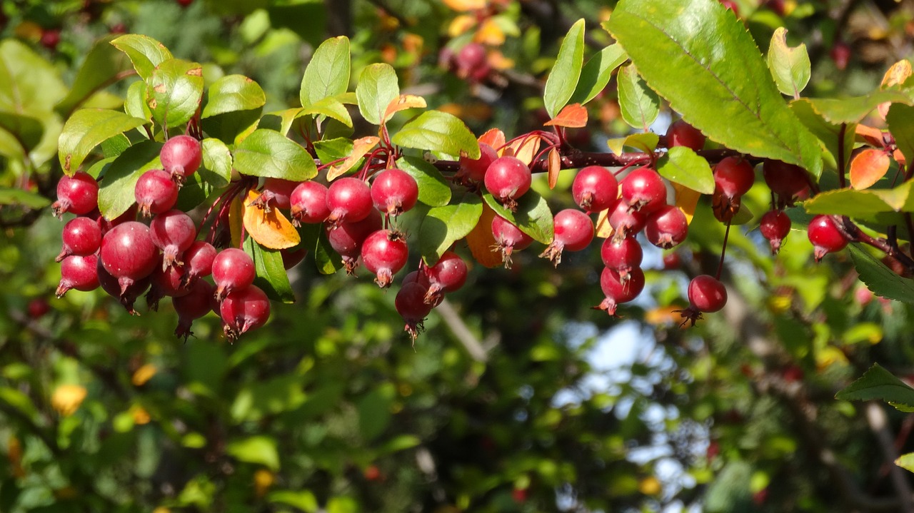 how-to-grow-a-crabapple-tree-from-seed