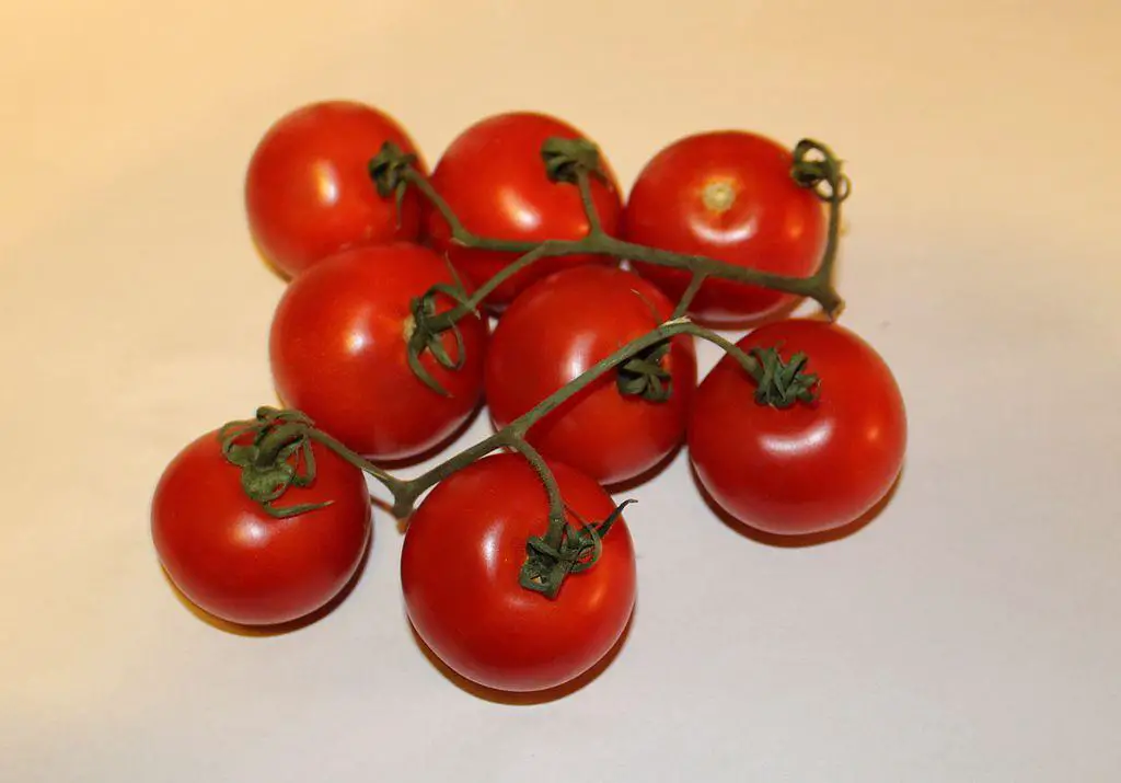 How To Grow Campari Tomatoes: Master Tomatoes Gardening
