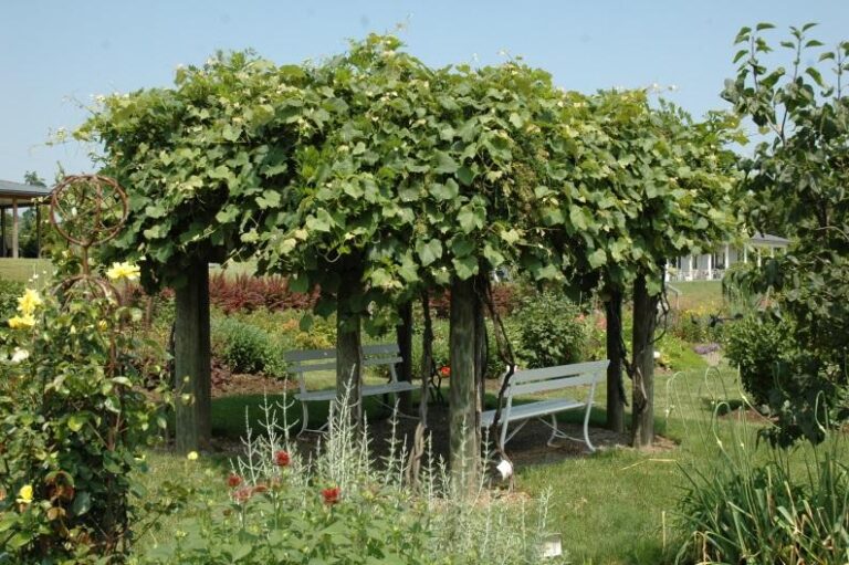 Growing Grapes in the Home Fruit Planting