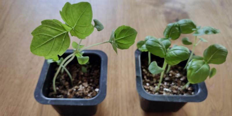 Grow basil from leggy basil seedlings (and why it happens)