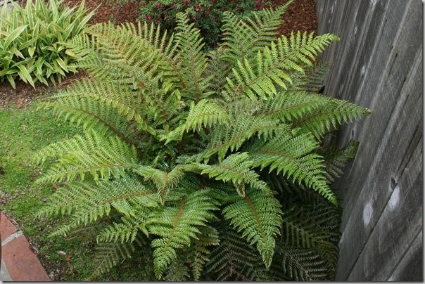 Protecting Your Ferns: Preventing Sunburn and Ensuring Healthy Growth