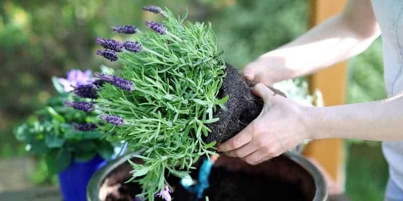 Why Is My Lavender Drooping? Causes And Solutions
