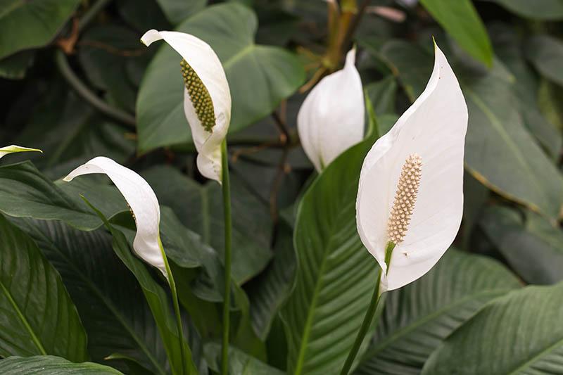 How to Grow and Care for Peace Lilies