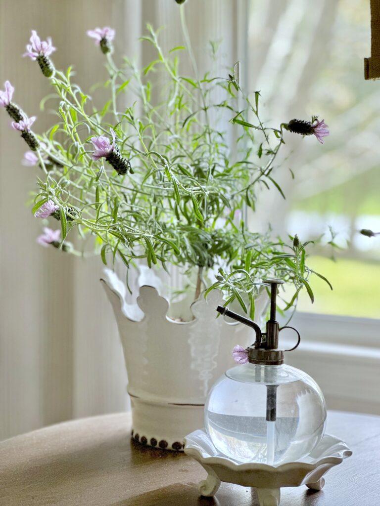 potting soil lavender 1