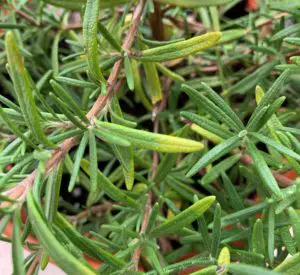 6 Reasons Why Rosemary Leaves Turn Yellow - Okra In My Garden