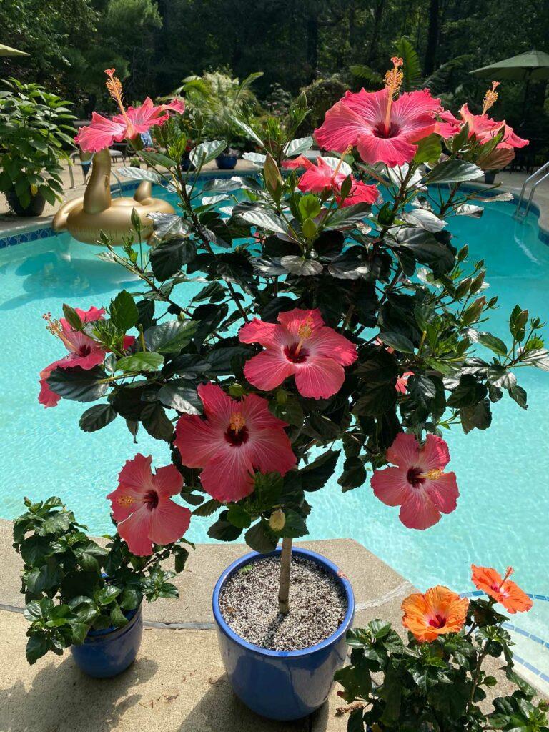 Hibiscus Dying or Struggling?  7 Ways to Revive Your Plant
