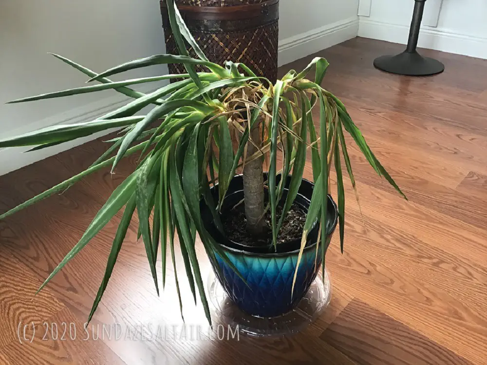 Yucca Plant Rescue: Why Is My Yucca Plant Drooping? How To Revive A Drooping Yucca Plant (With Pictures)