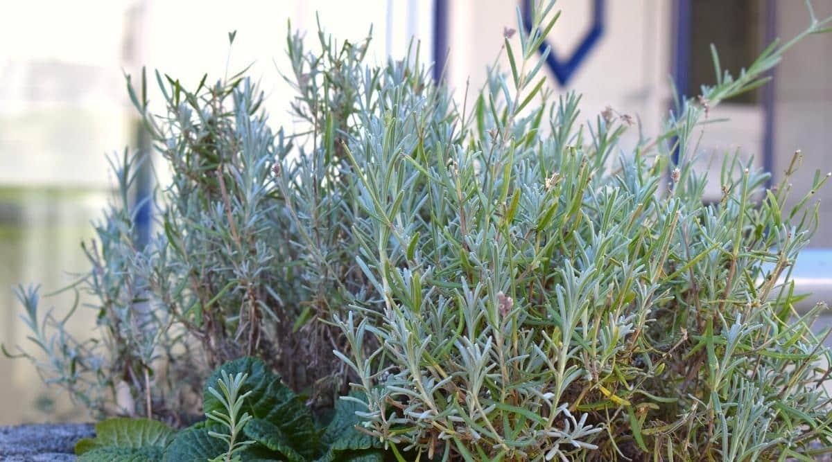 11 Reasons Your Lavender Isn’t Blooming and How to Fix it