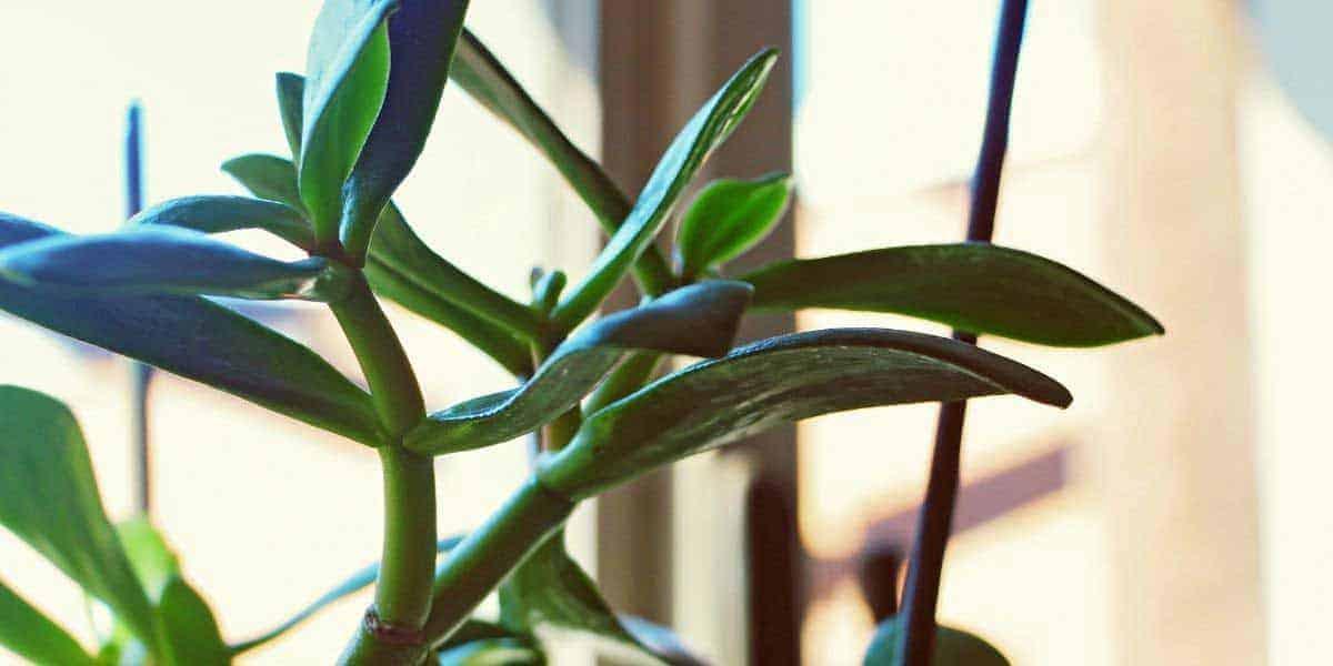 Can Jade Plant Leaves Regrow? Expert Reveals Truth