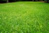 Everything You Need To Know About St Augustine Grass Sod in Texas