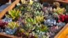 Which Succulents Can Be Planted Together?
