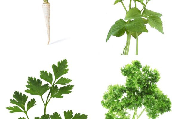A Guide to Different Types of Parsley: Flavorful Additions to Your Garden