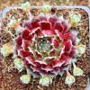 The Most Prolific Hens & Chicks Succulents
