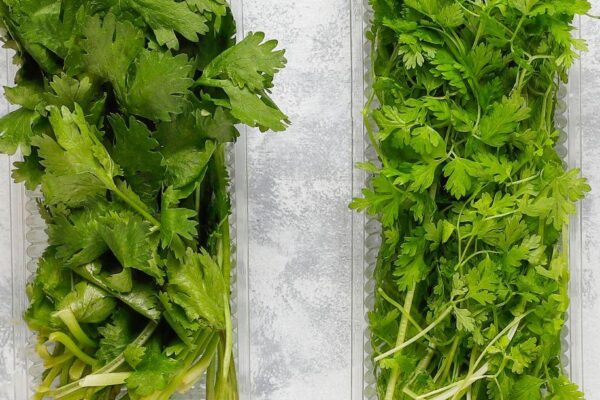 Exploring the Wonderful World of Cilantro: Unveiling the Unique Characteristics of Different Types