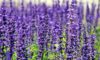 Tips for Growing Lavender