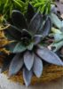 Discover Over 100 Types of Succulents with Pictures and Names