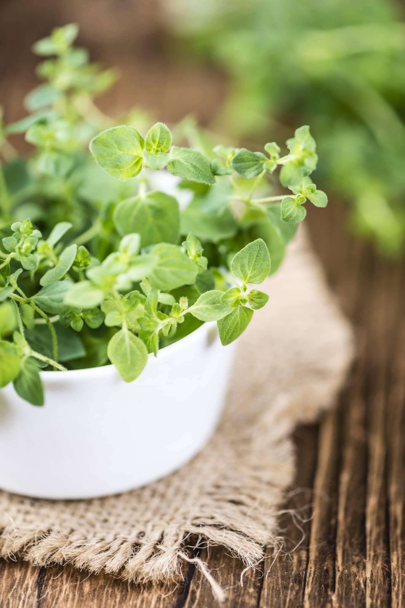 Types Of Oregano: How To Grow And Use Popular Oregano Varieties