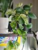 How to Grow Different Pothos in One Pot | Best Pothos Combinations