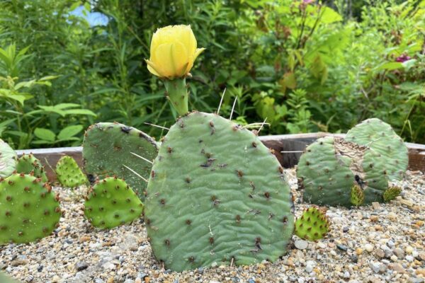 Growing Eastern Prickly Pear Cactus: A Hardy Delight for Zone 4 Gardens