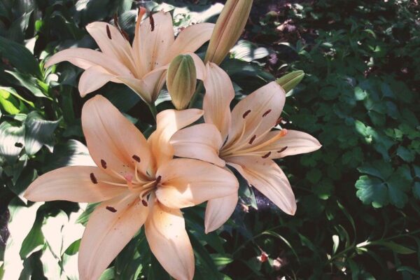 Discover the Beauty of Different Lily Varieties