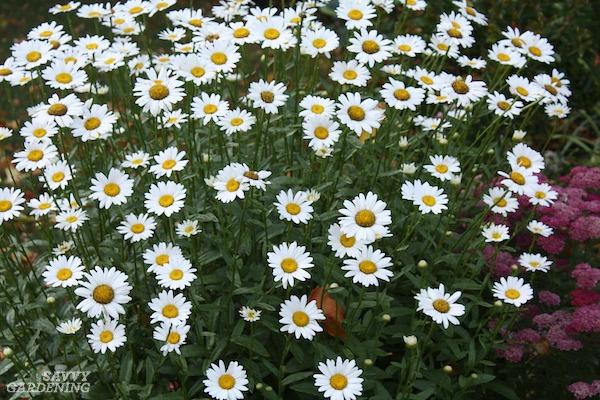 Shasta Daisy: Growing tips, varieties, and pollinator power