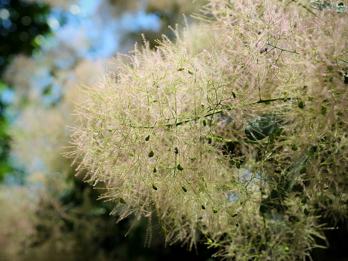 Smoke Bush Guide: Popular Varieties, How to Care and Grow Smoke Trees