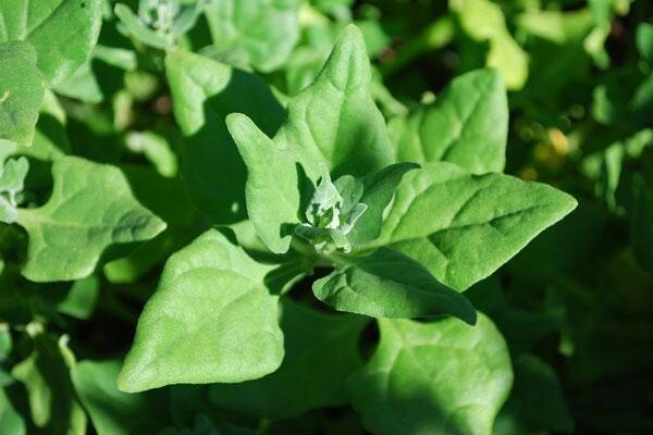 Spinach Varieties: A Guide to Different Types of Spinach