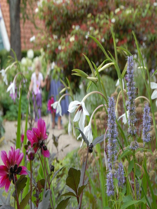 Acidanthera murielae: The Versatile and Fragrant Garden Delight