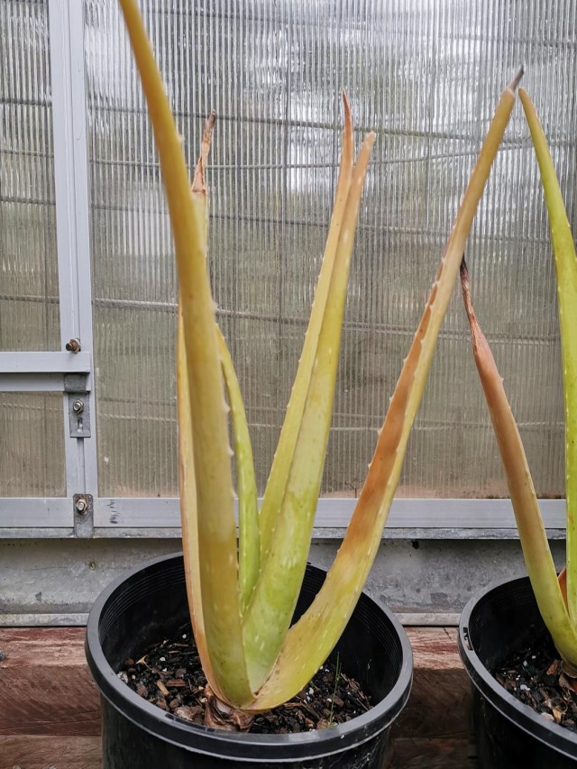 Why Is My Aloe Vera Plant Changing Colors?