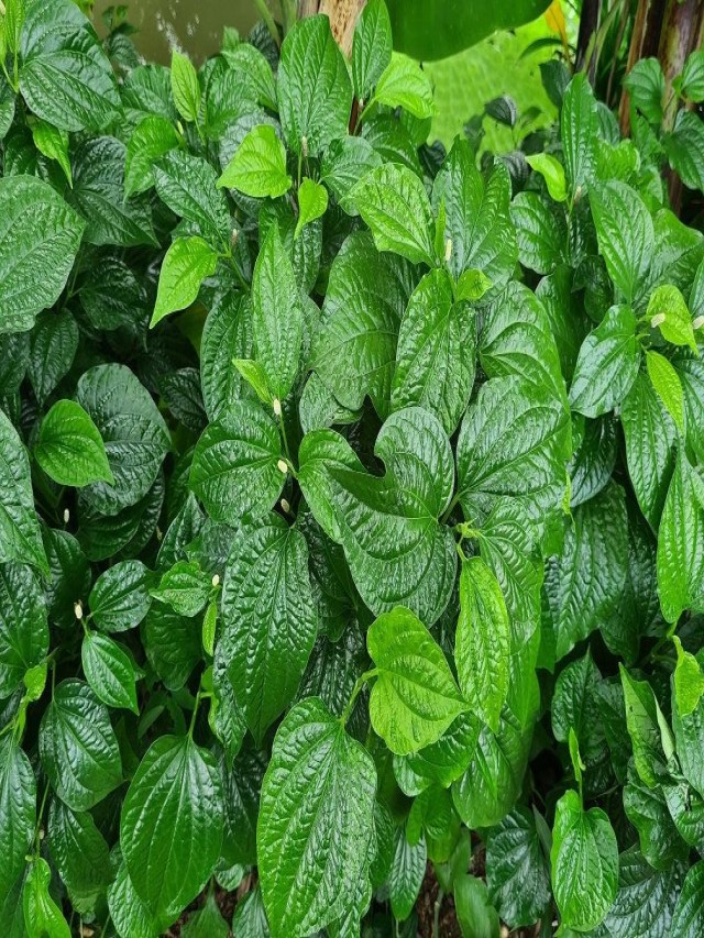 The Versatile Betel Leaf Plant: Care, Benefits, and Propagation