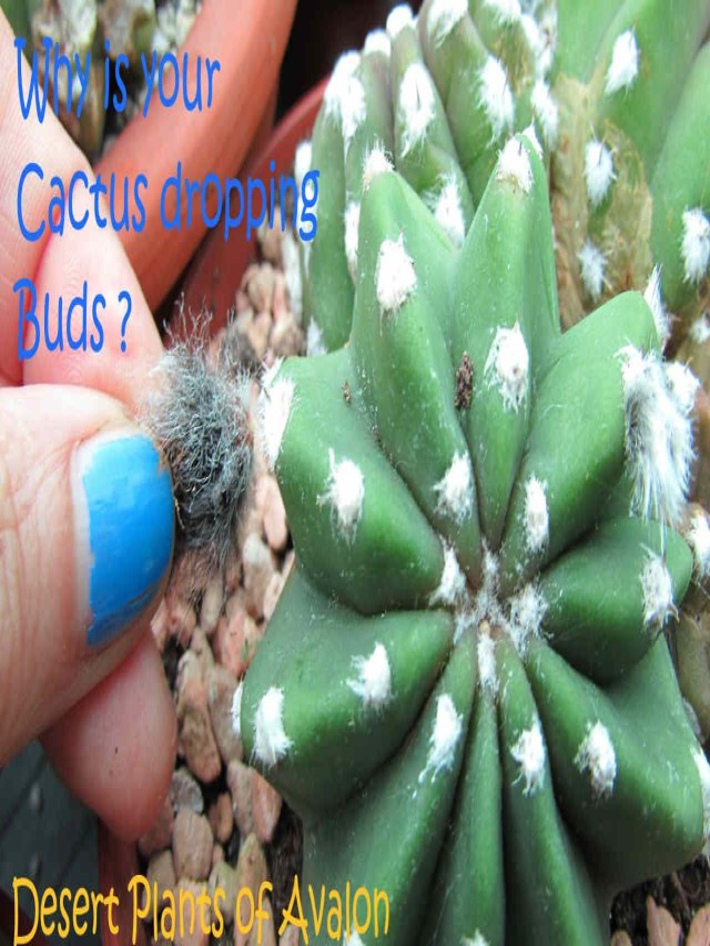Why Do Cactus Buds Fall Off? Let's Unravel the Mystery!