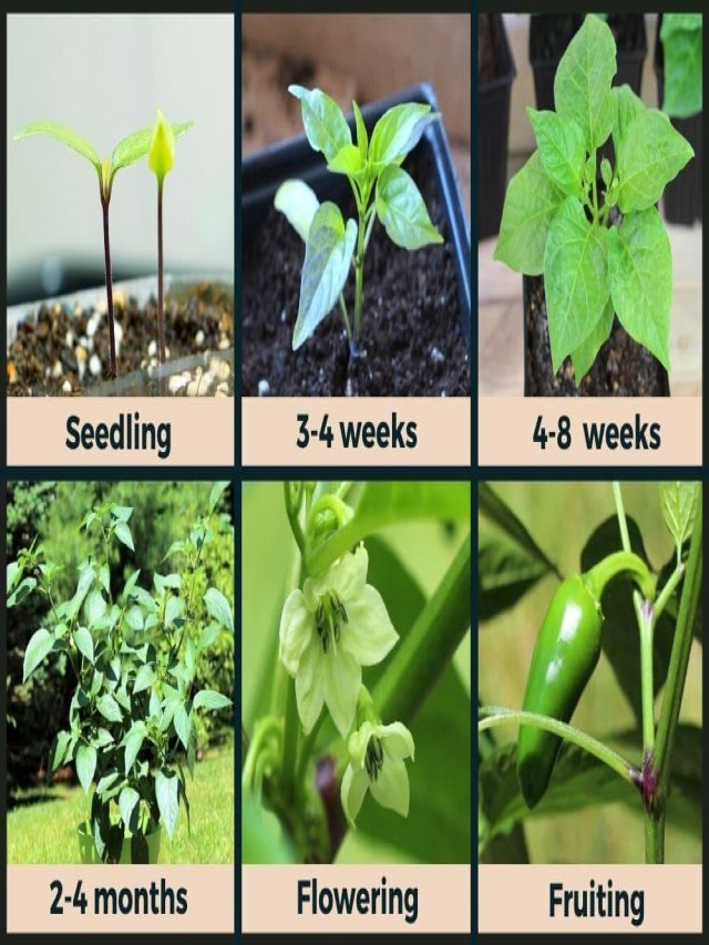 Jalapeño Plant Stages: A Comprehensive Guide to Growing Jalapeños (with Pictures)
