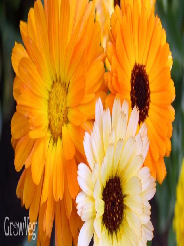 10 Quick Blooming Flowers that Will Brighten Up Your Garden