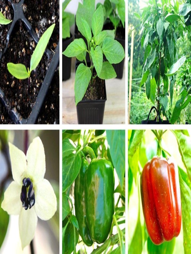 The Journey of Bell Pepper Plant Growth: An Illustrated Guide