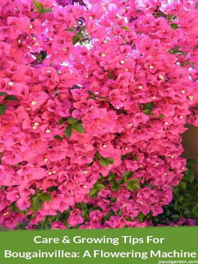 Bougainvillea Care: Unlock the Secrets to Growing a Colorful Floral Fiesta