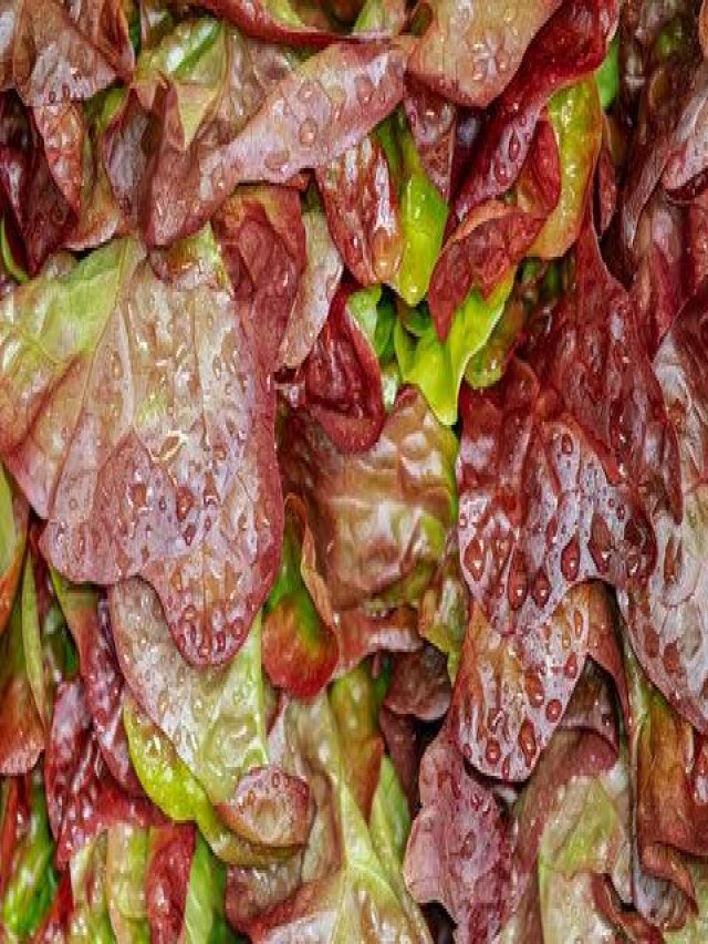 A Guide to Perfectly Watering Lettuce in Your Home Garden