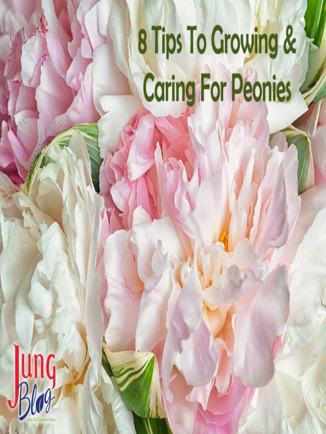 8 Tips for Growing and Caring for Peonies