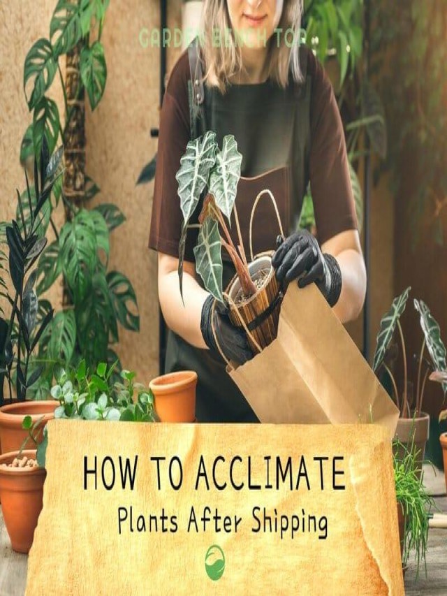 A Fresh Guide to Acclimating & Reviving Shipped Plants