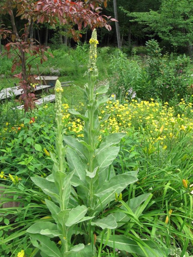 Foraging Mullein: Exploring the Edible and Medicinal Benefits