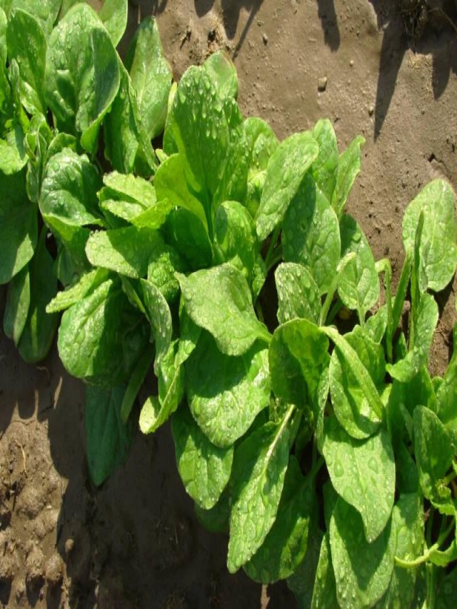 How to Harvest Spinach Seeds: A Step-by-Step Guide
