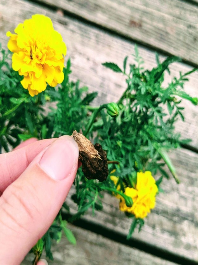 How to Keep Your Marigolds Blooming (3 Easy Steps)